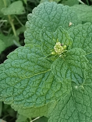 Mentha suaveolens
