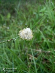 Cyperus mindorensis