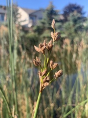 Schoenoplectus acutus