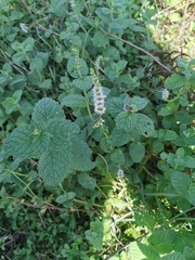 Mentha suaveolens