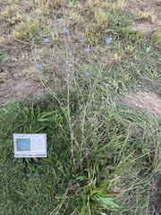 Cichorium intybus