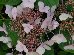 Hydrangea petiolaris