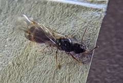 Tetramorium caespitum