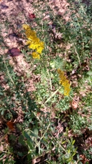 Solidago nemoralis