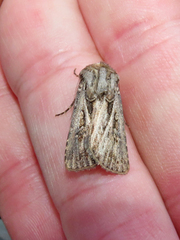 Agrotis gladiaria