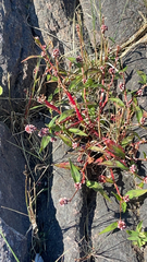 Persicaria maculosa