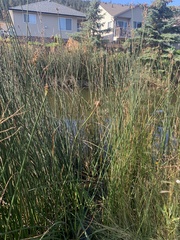 Schoenoplectus acutus