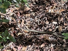 Masticophis lateralis lateralis