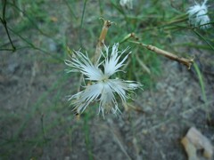Dianthus arenarius