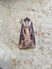 Agrotis venerabilis