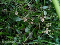 Alternanthera sessilis