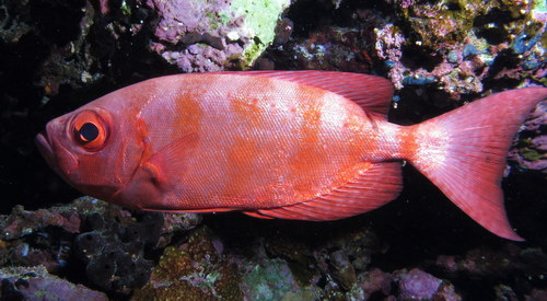 Crescent-tail Bigeye