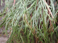 Asplenium septentrionale