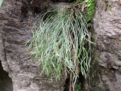 Asplenium septentrionale