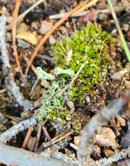 Cladonia chlorophaea