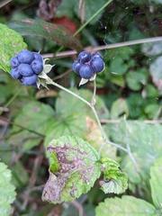 Rubus caesius