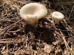 Lactifluus piperatus