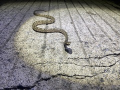 Protobothrops cornutus