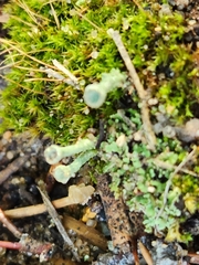 Cladonia chlorophaea