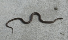 Oocatochus rufodorsatus