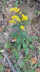 Solidago erecta