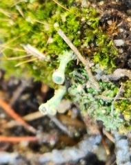 Cladonia chlorophaea