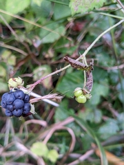 Rubus caesius