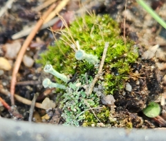 Cladonia chlorophaea