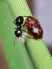 Amphotis marginata