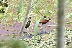 Jacana jacana