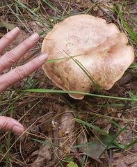 Aureoboletus innixus