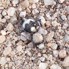 Dasylabris lugubris