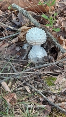 Amanita magniverrucata