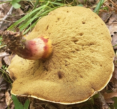 Aureoboletus innixus