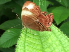 Abisara saturata kausambioides