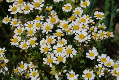 Tanacetum parthenium