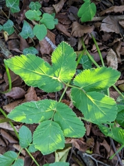 Aegopodium podagraria