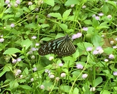Ideopsis vulgaris macrina