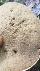 Aureoboletus innixus