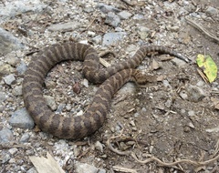 Gloydius intermedius