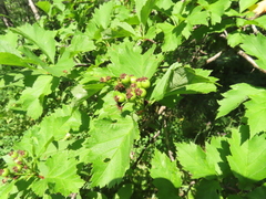 Crataegus chlorosarca