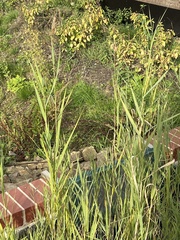 Phragmites australis