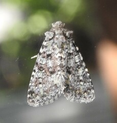 Paramiana smaragdina