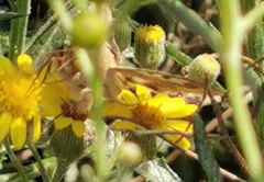 Heliothis peltigera