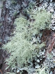 Usnea subfloridana