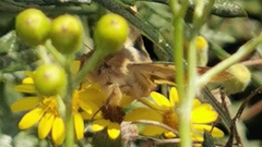 Heliothis peltigera