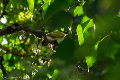 Phylloscopus sibilatrix