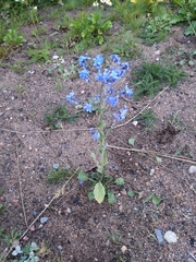 Cynoglossum amabile