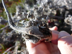 Neolasioptera lupini