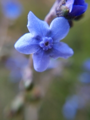 Cynoglossum amabile